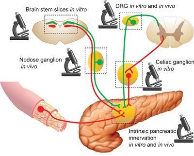 Optical Imaging of Pancreatic Innervation